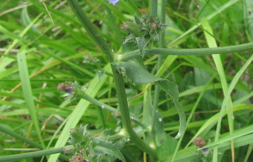 Cichorium intybus